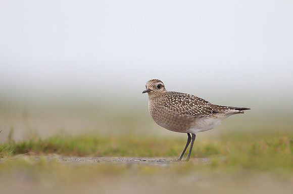 American Golden Plover