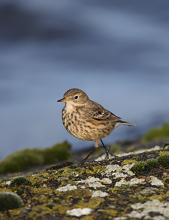Buff-bellied Pipit