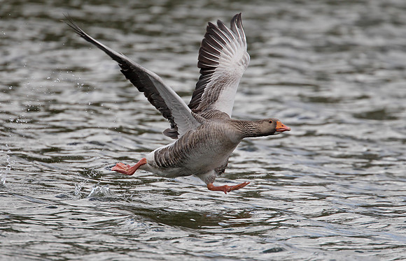 Greylag Goose running on water