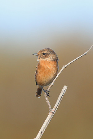 Stonechat