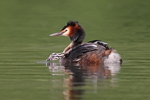 Great Crested Grebe