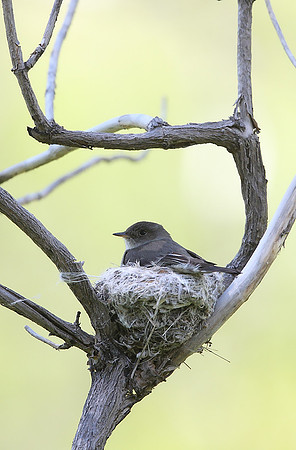 Western Wood-Pewee