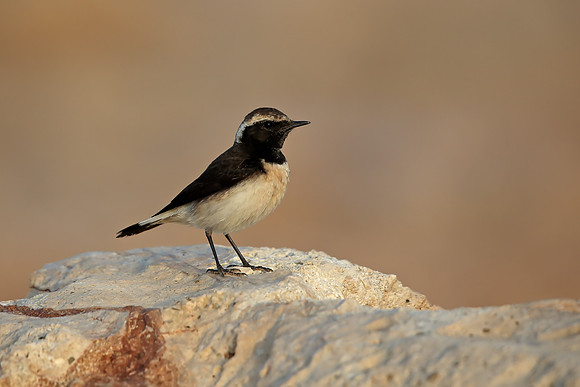 Cyprus Wheatear