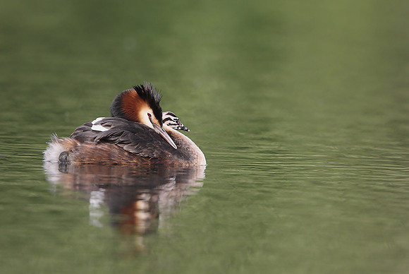 Great Crested Grebe