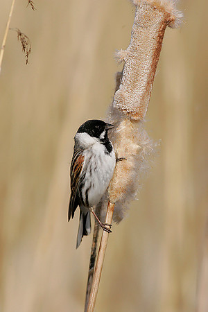 Reed Bunting