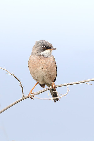 Spectacled Warbler