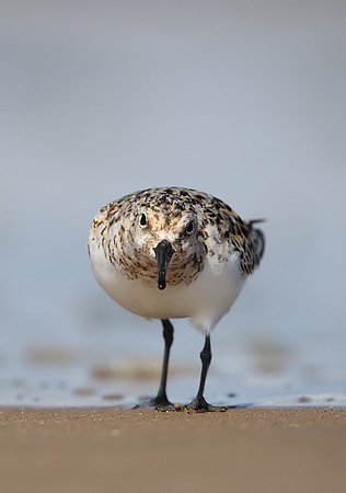 Sanderling