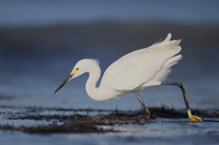 Snowy Egret
