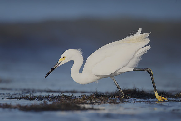 Snowy Egret