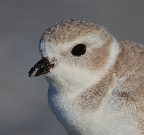 Piping Plover