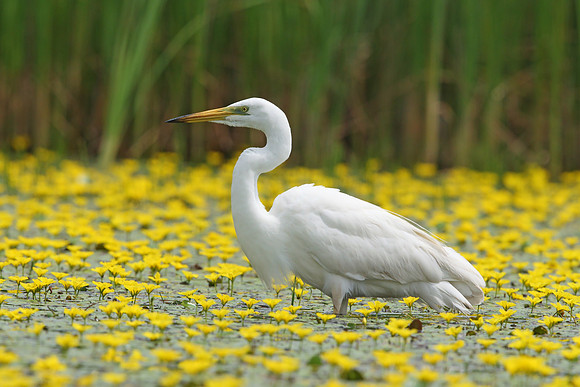 Great White Egret