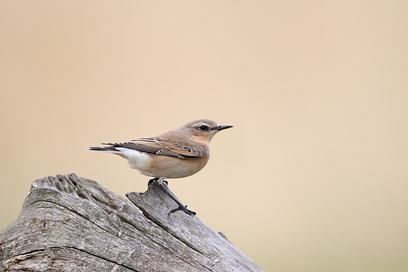 Northern Wheatear