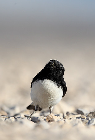 Hume's Wheatear
