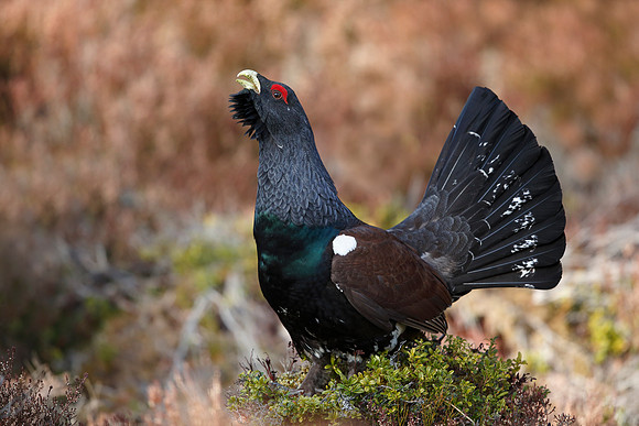 Capercaillie