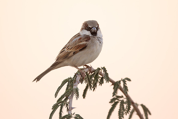 House Sparrow