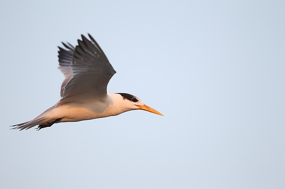 Greater Crested Tern