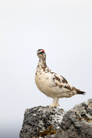Ptarmigan