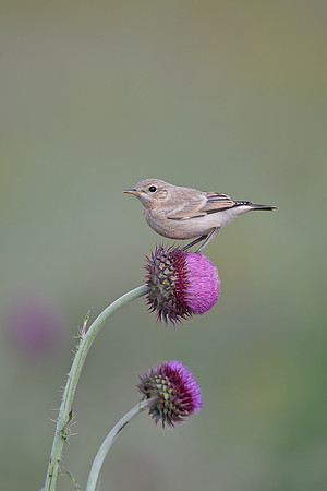 Isabelline Wheatear