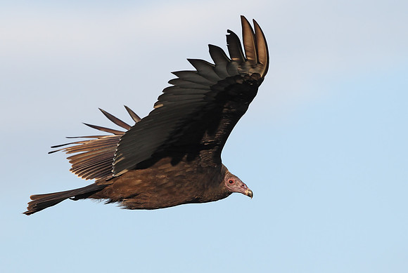 Turkey Vulture