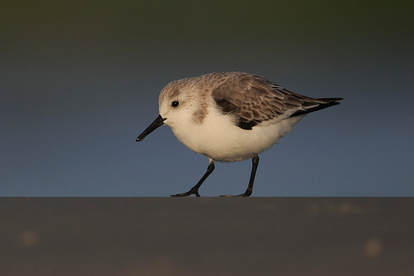 Sanderling