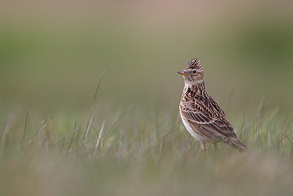 Skylark