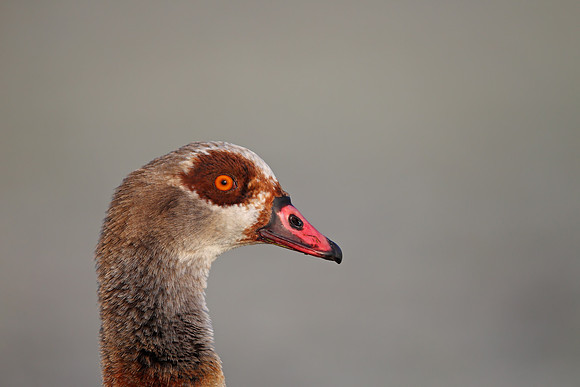 Egyptian Goose