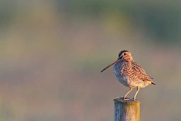 Snipe
