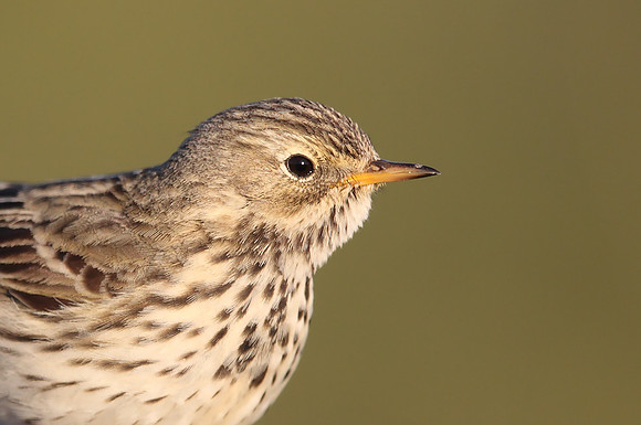 Meadow Pipit