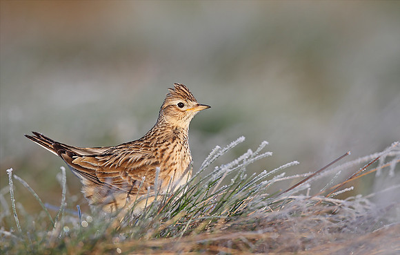 Skylark