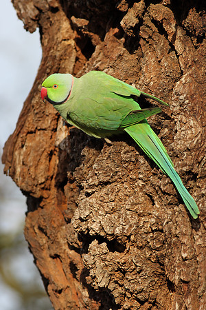 Ring-necked Parakeet