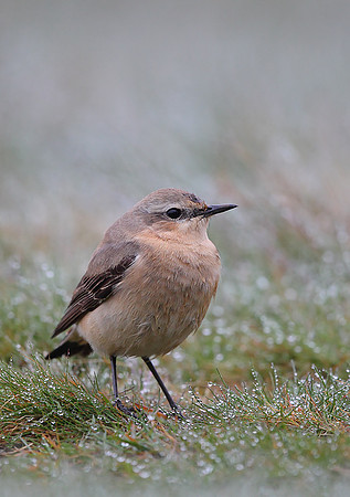 ​Northern Wheatear