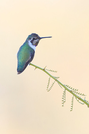Costa's Hummingbird
