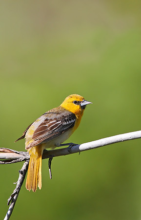 Bullock's Oriole