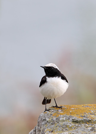 Pied Wheatear