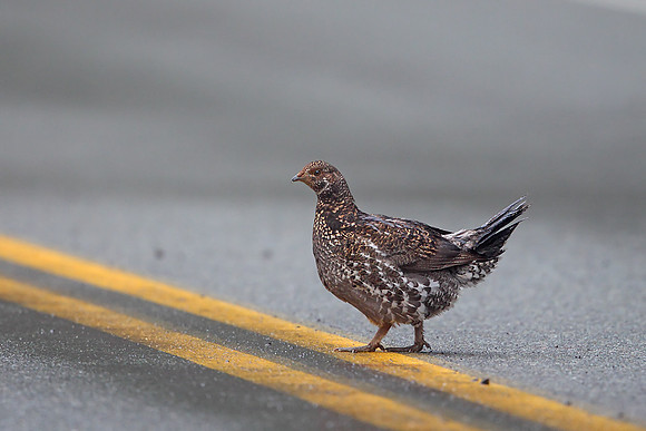 Sooty Grouse