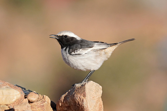 Red-rumped Wheatear