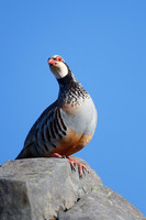 Red-legged Partridge