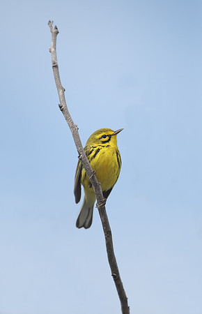 Prairie Warbler