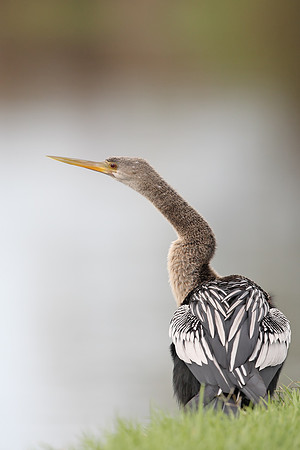 Anhinga
