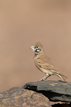Thick-billed Lark