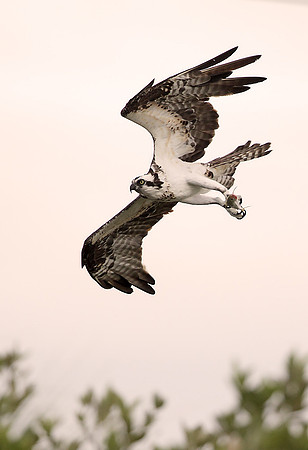 Osprey