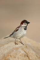 House Sparrow