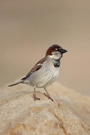 House Sparrow