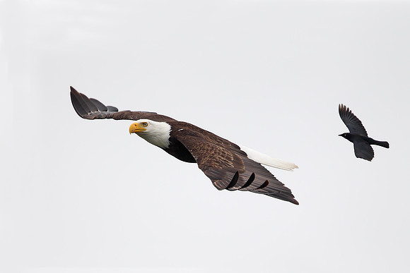 Bald Eagle