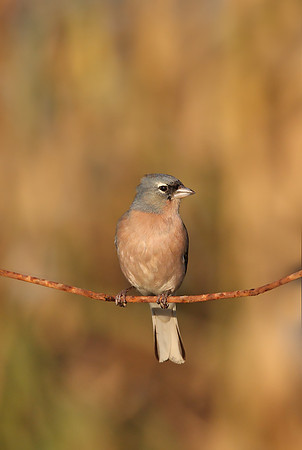 African Chaffinch