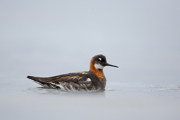 Red-necked Phalarope