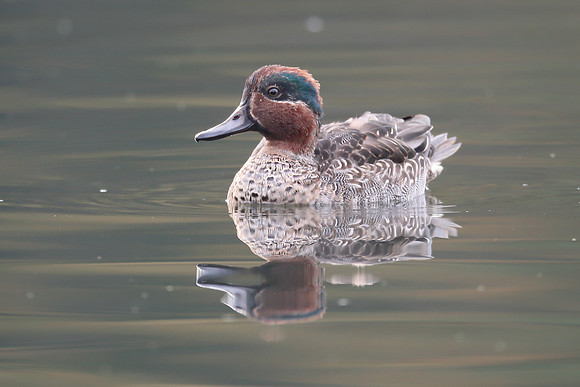 Teal