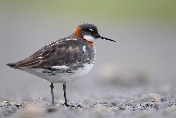 Red-necked Phalarope