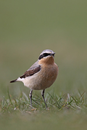 Northern Wheatear