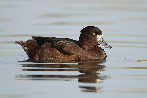 Tufted Duck